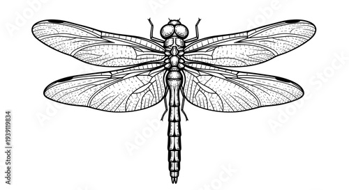 Vintage engraving dragonfly insect detailed symmetrical wings entomology illustration hand drawn natural history woodcut style