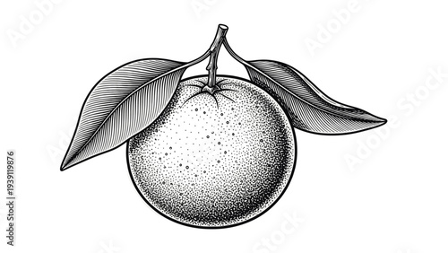 Vintage orange branch engraving, antique citrus fruit with leaves sketch and botanical illustration in woodcut style
