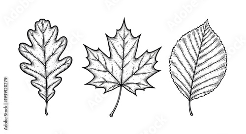 Vintage botanical engraving collection of oak maple and birch tree leaves detailed hand drawn nature illustration in classic woodcut style