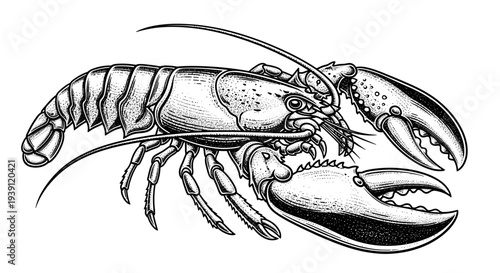Vintage engraving lobster seafood detailed marine crustacean illustration hand drawn ocean animal in classic woodcut style
