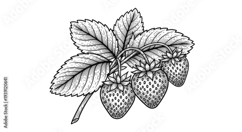 Vintage strawberry plant with ripe berries flowers and leaves detailed botanical engraving illustration isolated, hand drawn garden fruit branch antique woodcut style natural food artwork