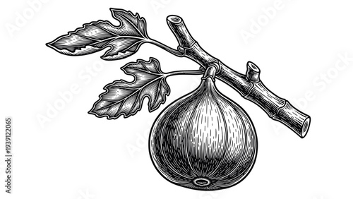 Vintage fig fruit engraving, antique botanical branch sketch and common fig illustration in woodcut style isolated