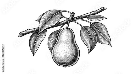 Vintage Pear Branch Engraving Style. Vector Hand Drawn Illustration of Organic Fruit with Leaves.