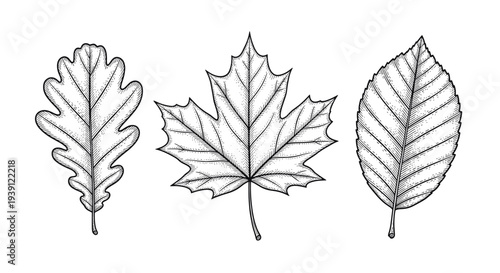 Vintage botanical engraving collection of oak maple and birch tree leaves detailed hand drawn nature illustration in classic woodcut style