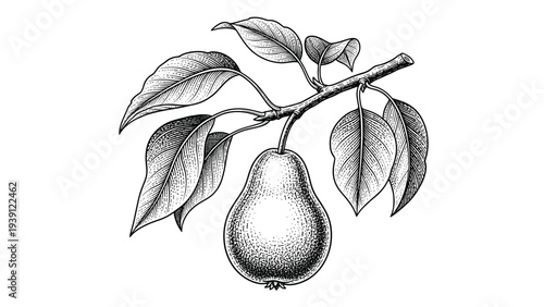 Vintage Pear Branch Engraving Style. Vector Hand Drawn Illustration of Organic Fruit with Leaves.