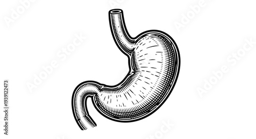 human stomach anatomical vintage medical engraving illustration isolated, detailed digestive system organ hand drawn antique anatomy woodcut style
