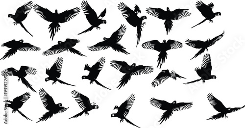Black silhouette collection of flying macaw parrots in various poses isolated on white background set of tropical bird flight motion elements for creative design