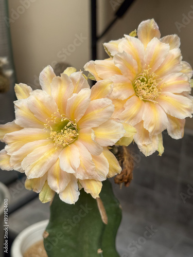Lobivia cactus with large peach orange flowers on green stem