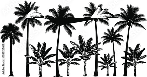 Black and white vector silhouette of tropical palm trees and banana leaves set on white background for exotic summer vacation design