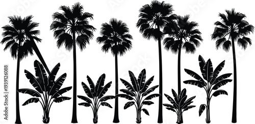 Black silhouette collection of tropical palm and banana trees isolated on white background for summer vacation and exotic nature design