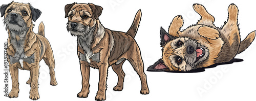 Border Terrier dog standing alert looking up lying down pose set