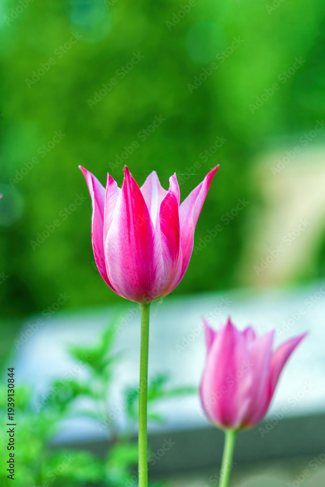 Obraz premium Vibrant pink and white striped Lily tulips Claudia blooming in spring garden