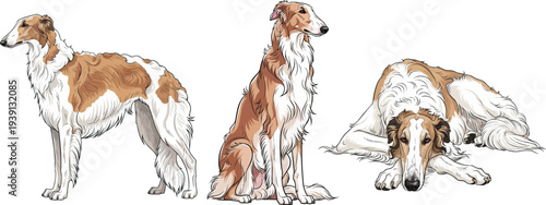 Borzoi dog lying down relaxed sitting standing side profile pose set
