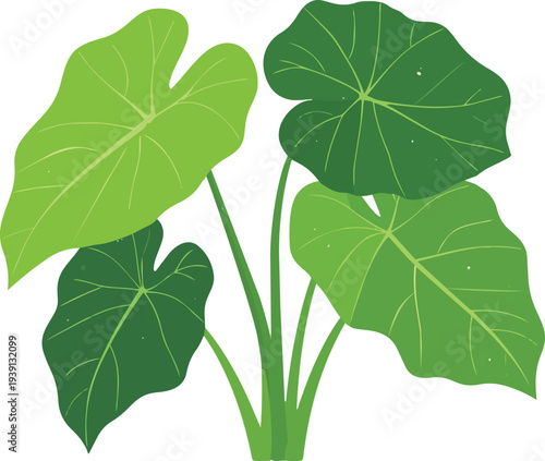 Taro Leaves Plant Illustration Flat Vector Isolated on White Background