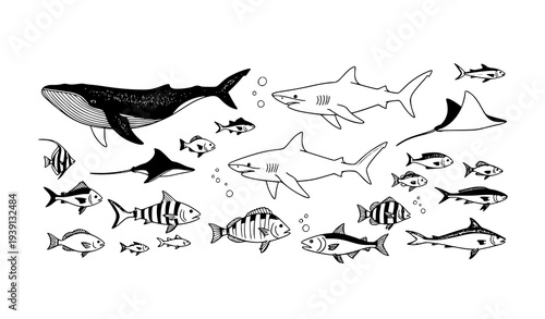 Hand Drawn Marine Life Set Whale Sharks Fish Ocean Animals Vector Illustration