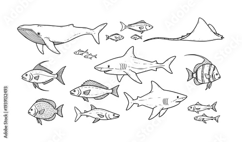 Hand Drawn Ocean Wildlife Set Whale Shark Fish Marine Vector Illustration