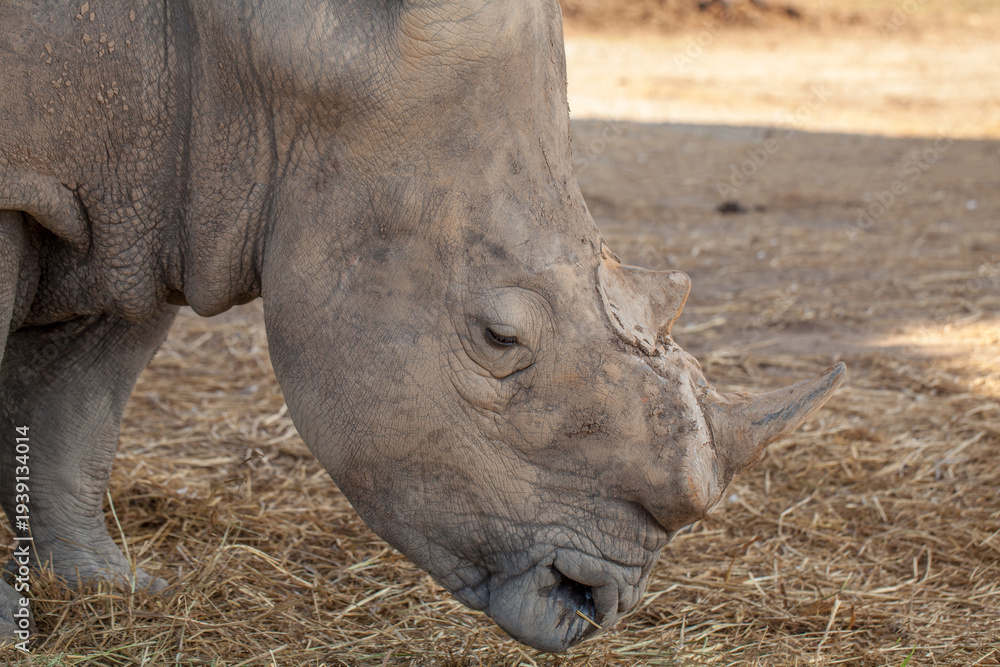 Obraz premium Close-up profile of a white rhinoceros grazing on dry grass in a dusty enclosure, thick wrinkled skin and horns.