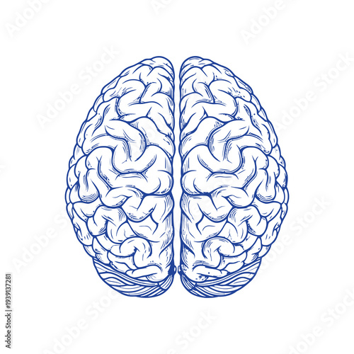 Detailed illustration of a human brain with intricate neural connections