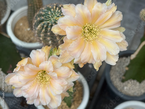 Pastel peach Lobivia cactus flowers blooming in a ceramic pot.