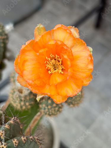 Vibrant orange Lobivia cactus flower blooming in a home garden.