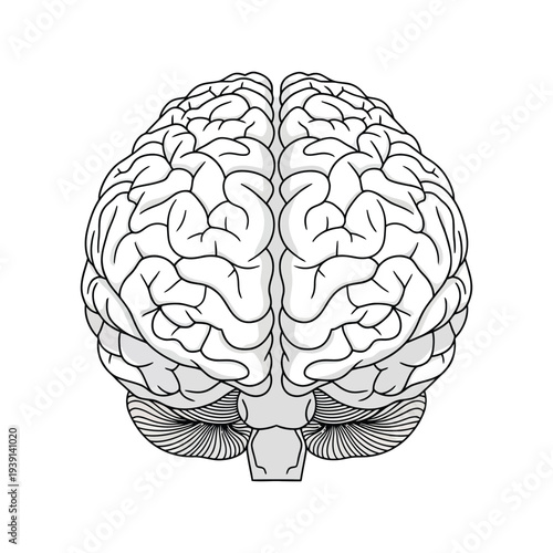 Detailed illustration of human brain anatomy in black and white