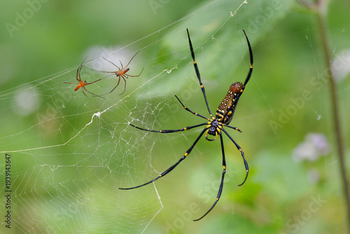 Golden orb weaver spider on web with smaller spiders