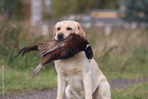 labrador retriever cream female holding a pheasant in her mouth