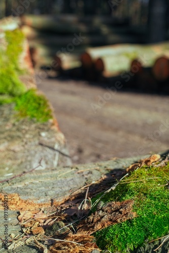 Wallpaper Mural A vertical photograph captures a logging site with a mossy foreground log and rows of harvested wood stacks in the distance. Torontodigital.ca