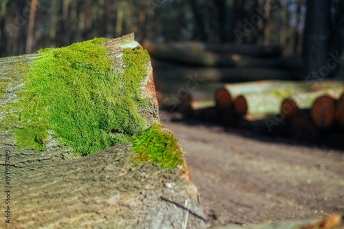 Wallpaper Mural A close-up view shows vibrant green moss growing on the bark of felled tree trunks in a sunny woodland. Torontodigital.ca