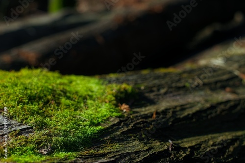 Wallpaper Mural This macro photograph highlights the intricate texture of green moss and the layered structure of tree bark in natural sunlight. Torontodigital.ca