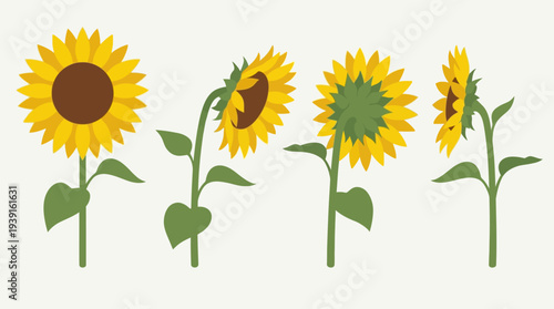 Four sunflowers in various stages of bloom.