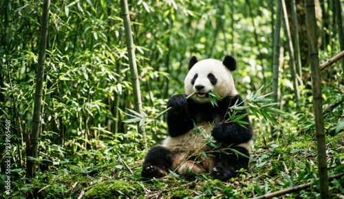 Fototapeta na wymiar giant panda eating bamboo