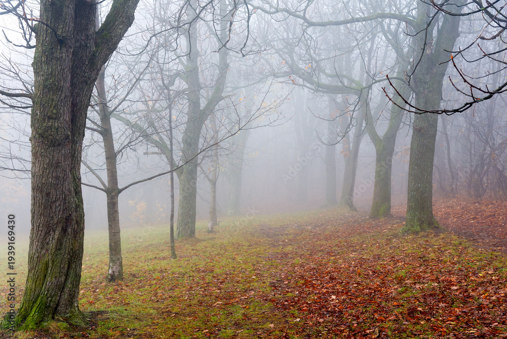 Fototapeta premium Autumn in the woods