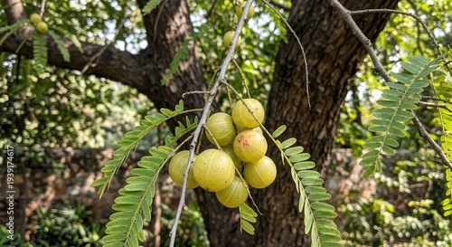 gooseberry on tree, closeup of organic gooseberry 