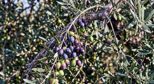 close up of a bunch of olives, organic olives on tree