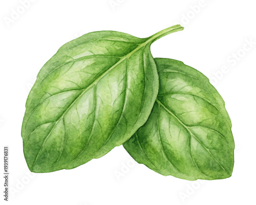 Watercolor basil leaf pair isolated botanical illustration