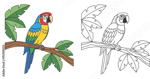 Cute tropical macaw parrot on a branch. Colorful vector illustration and black line art outline version for children's coloring book page.