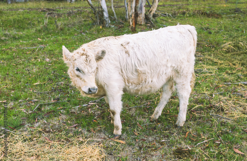 Fototapeta premium White Galloway calf standing in pasture young beef cattle on rural farm grazing field