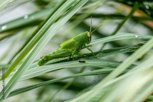 Quadro em tela Vibrant green nymph grasshopper resting on blades of grass