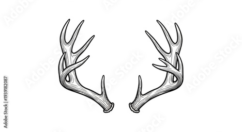 Detailed illustration of deer antlers, showcasing intricate lines and textures, perfect for design.