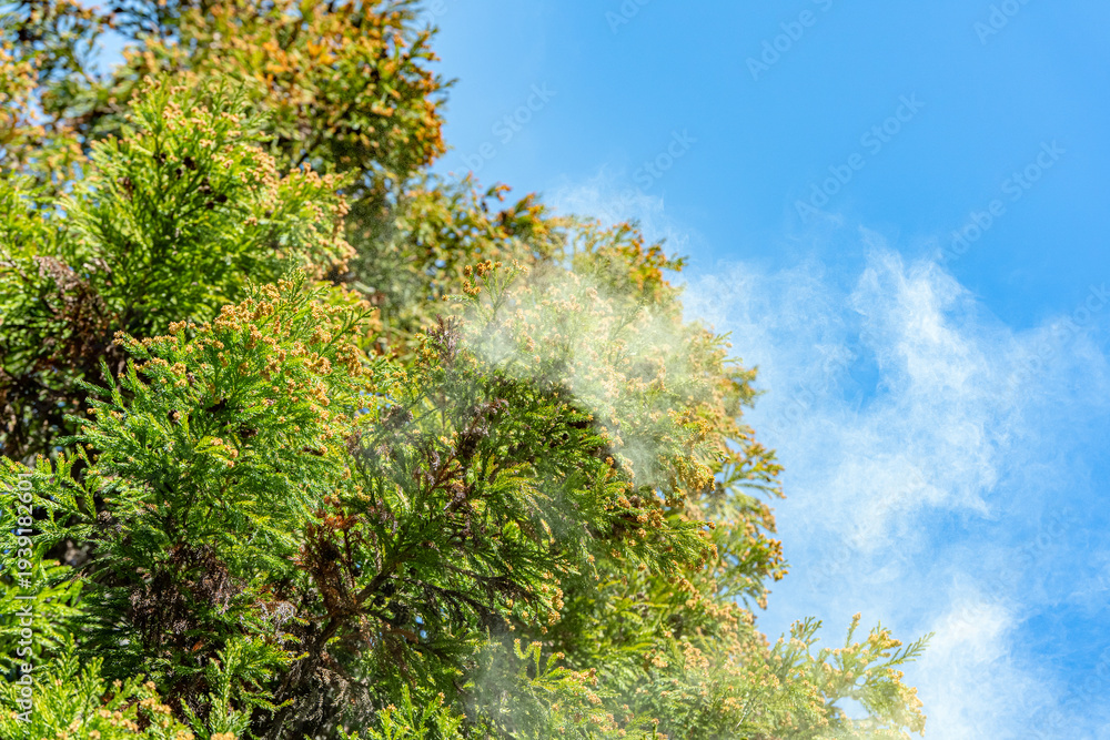 Obraz premium 杉花粉 花粉症