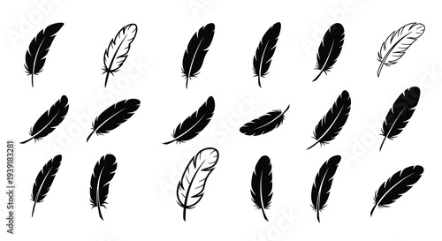 Collection of black feathers in various arrangements a striking silhouette