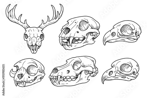 Various animal skulls and a deer skull displayed in a detailed