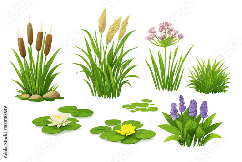 Plants and flowers found in a wetland area during daylight hours