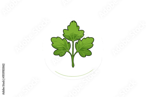 Fresh green parsley leaves on a white plate placed on a simple
