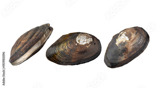Slika na platnu Three wild freshwater dark brown mussels isolated on white