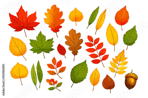 Colorful leaves and acorns scattered on a white background during