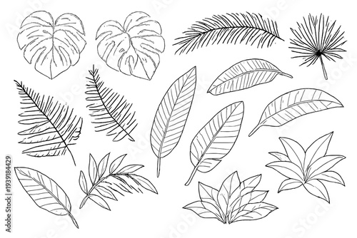Drawing of various types of leaves showing their shapes and patterns