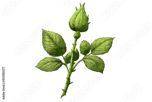 Green rose plant with leaves and buds growing in natural light