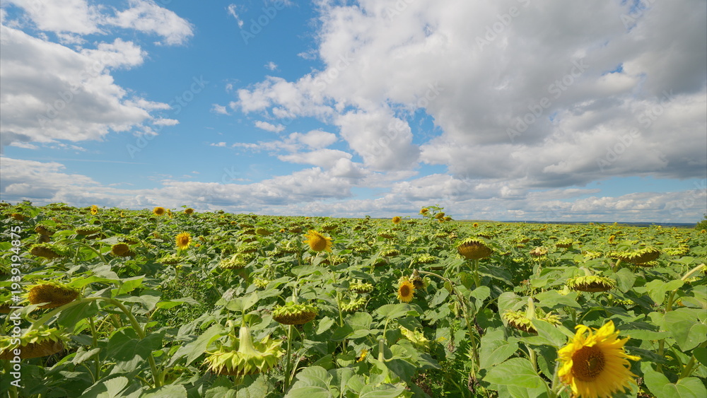 Αυτοκόλλητο A Stunning and Vibrant Sunflower Field Spanning Under a Clear and Expansive Blue